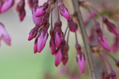 Prunus subhirtella 'Pendula' - višeň chloupkatá 'Pendula' - poupata